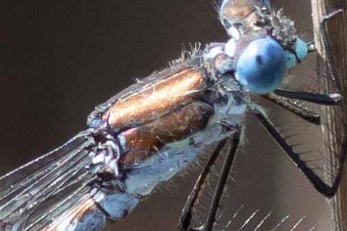 Lestes sp.